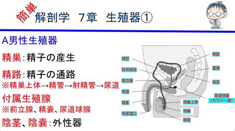 陰阜是哪裡